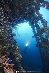 Inside the Wreck SS Carnatic by Oxana Kamenskaya 